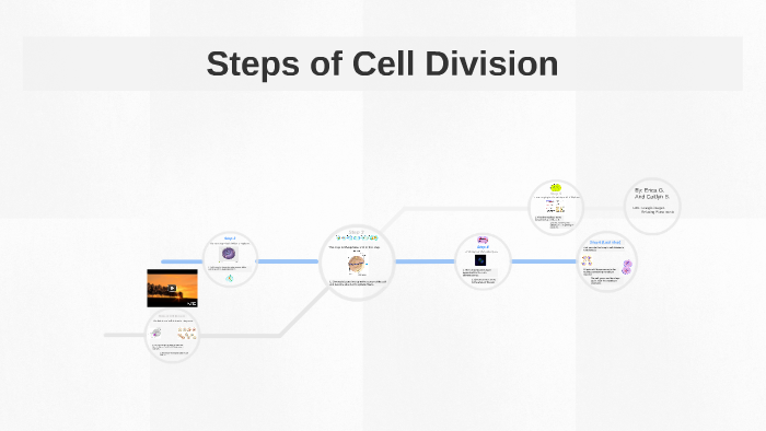 steps-of-cell-division-by-caitlyn-brennan