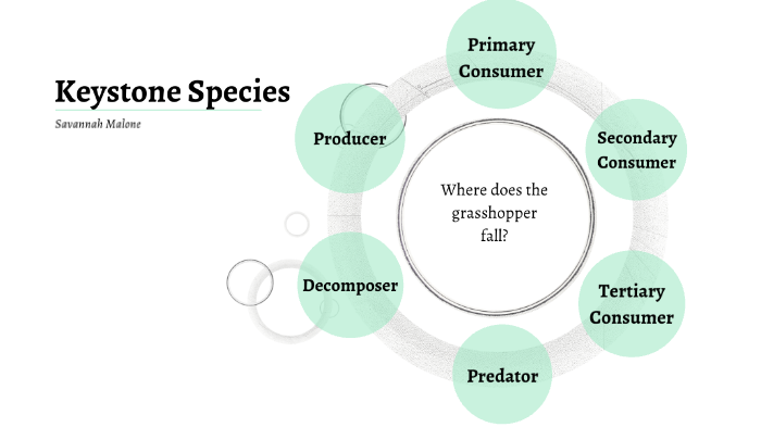 Conceptual diagram illustrating how the loss of a keystone species