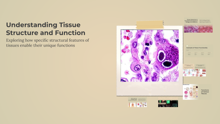 Understanding Tissue Structure and Function by Moi V on Prezi