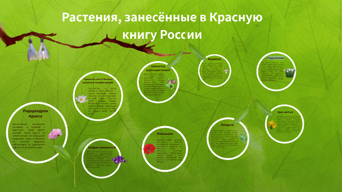доклад про краснокнижное растение