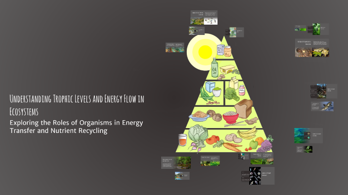 Understanding Trophic Levels and Energy Flow in Ecosystems by Miles ...