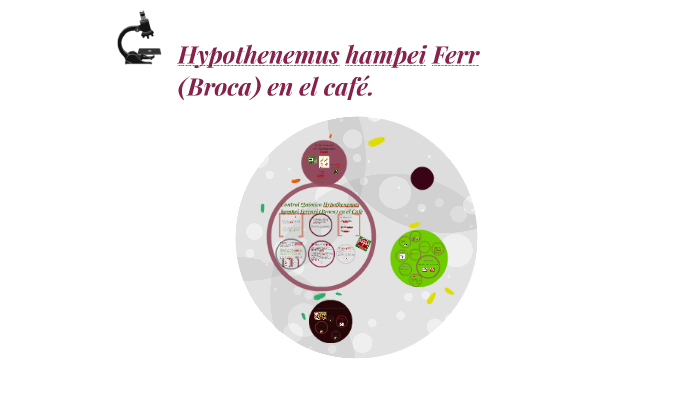 Hypothenemus hampei Ferr en el café. by Geraldinne Ruíz on Prezi