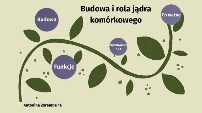 Budowa I Rola Jądra Komórkowego budowa i rola jądra komórkowego by Antonina Zaremba on Prezi