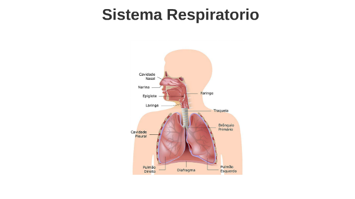 Sistema Respiratorio By Kathlyn Oliveira On Prezi Next