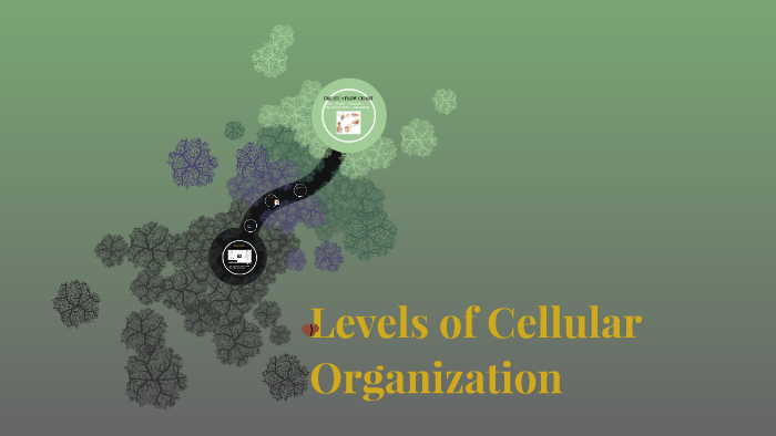 levels-of-cellular-organization-by-deanne-webb