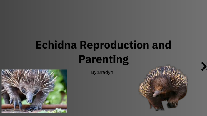 Echidna Reproduction and Parenting by Bradyn Freeman on Prezi