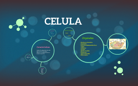 CELULA by Sofia Morales on Prezi