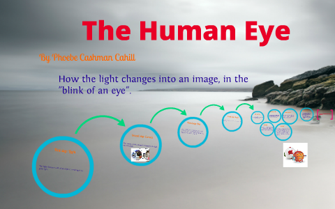 The Human Eye by Phoebe Cahill on Prezi