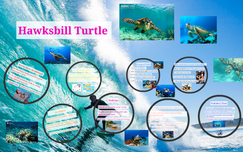 Hawksbill Turtle by Jessica Cho on Prezi