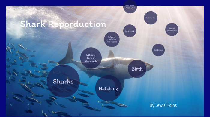 Shark Reproduction by Lewis Hains on Prezi