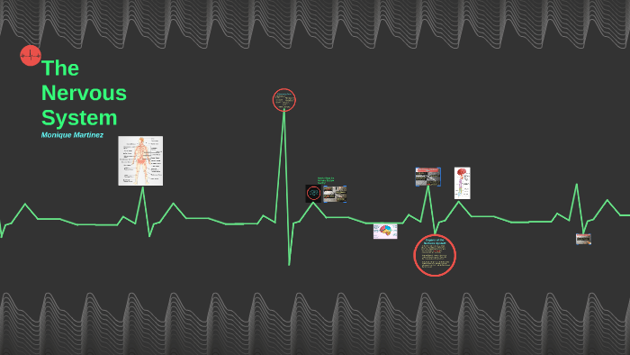 The Nervous System by Monique Martinez on Prezi