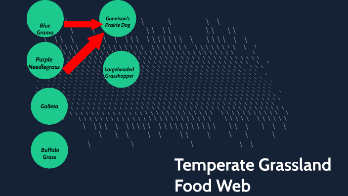 Temperate Grassland Food Web By Shadon Pollard On Prezi