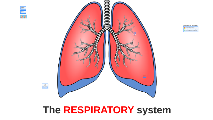 The RESPIRATORY system by Craig Lewis on Prezi