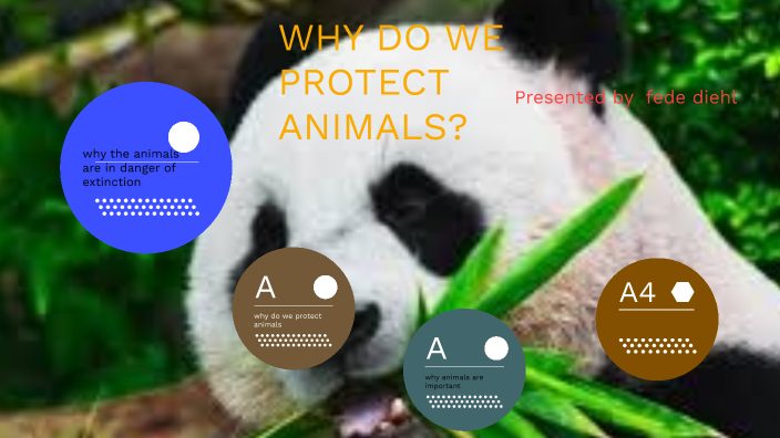 why-do-we-protect-animals-by-federico-diehl