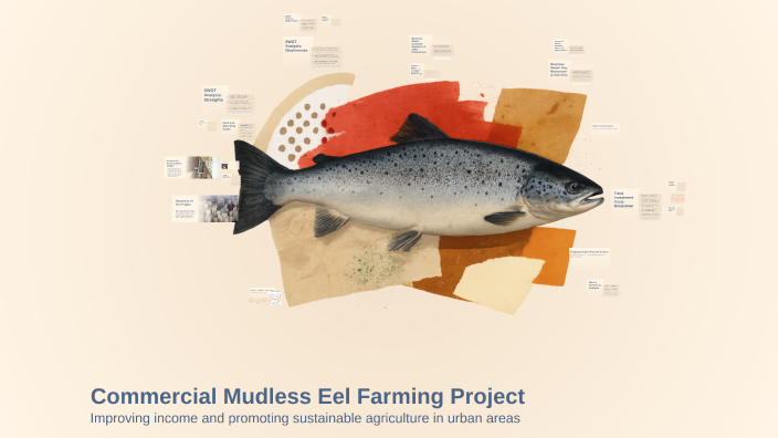Mudless Commercial Mudless Eel Farming Project by thành hồ on Prezi