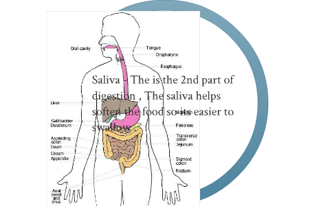 digestive system by lacy brown on Prezi