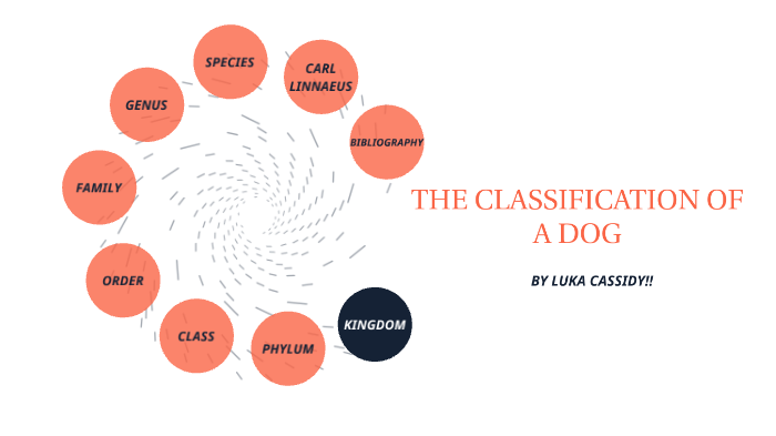 the-classification-of-a-dog-by-luka-cassidy