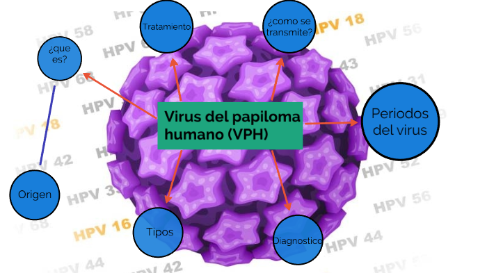 diagramma del virus hpv