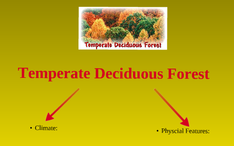 Temperate Deciduous Forest - 