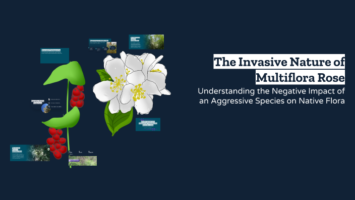 Multifora Rose Invasive The Invasive Nature of Multiflora Rose by veronica dimapilis on Prezi