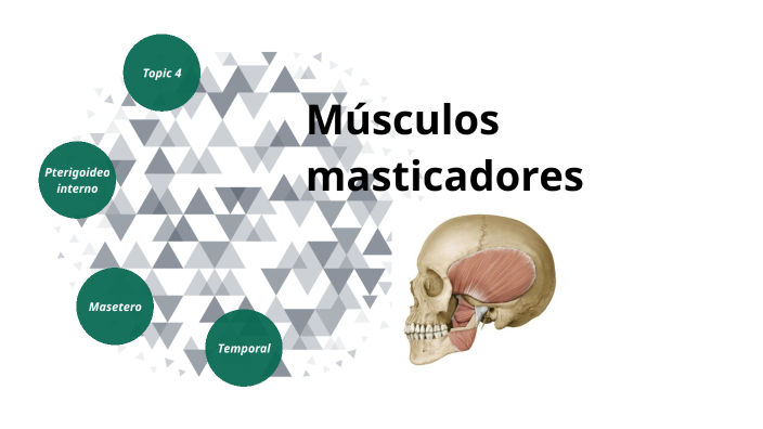 Musculo masticador