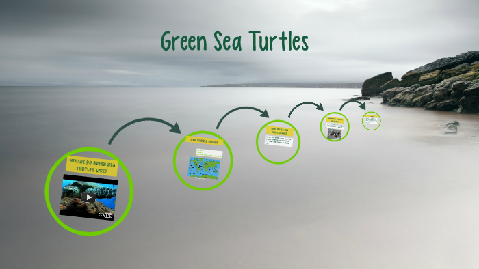 Green Sea Turtles by grace Hallam on Prezi