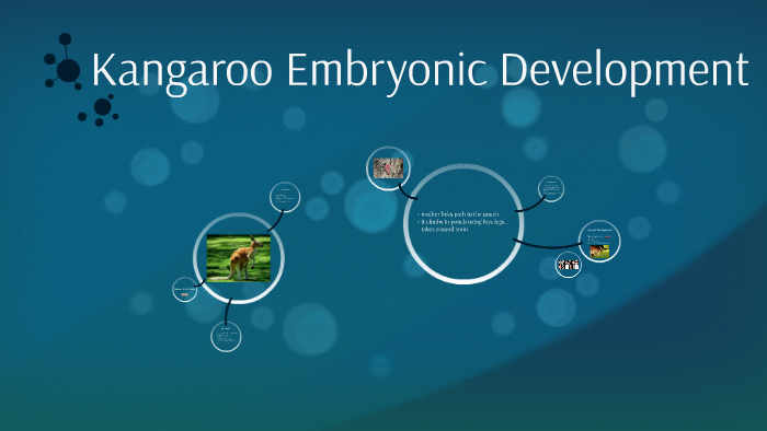 Kangaroo Embryonic Development by Jaelyn Dragt on Prezi