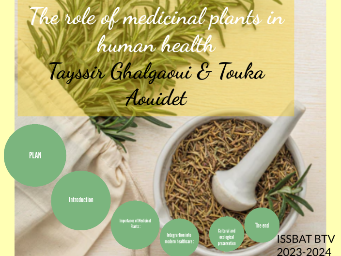 The Role Of Medicinal Plants In Human Health By Touka Aouidet On Prezi The role of medicinal plants in human health by touka aouidet on prezi
