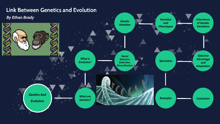 Link Between Genetics and evolution by Ethan Brady on Prezi