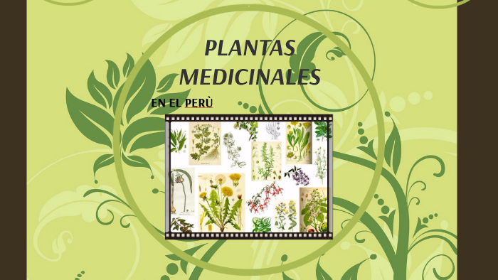 Plantas Medicinales By Pamela Leslie Caviedes Taipe On Prezi