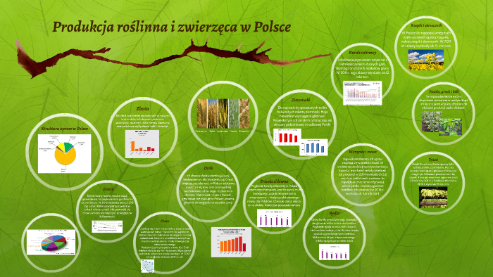 Produkcja Roślinna I Zwierzęca W Polsce By Ewelina Trębacz On Prezi