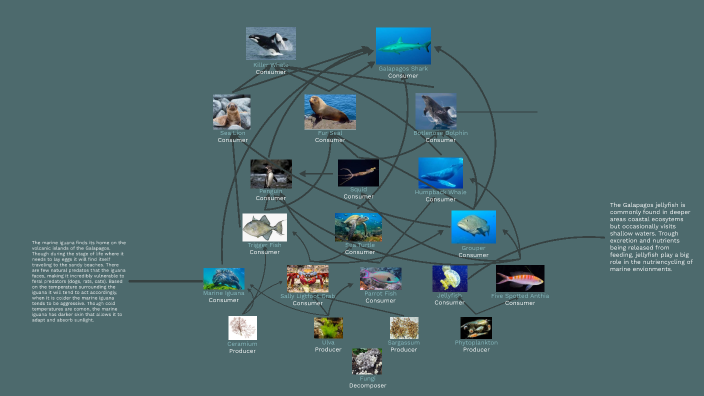 The Galápagos Islands Food Web by Quincie Kirk on Prezi Biology Diagrams