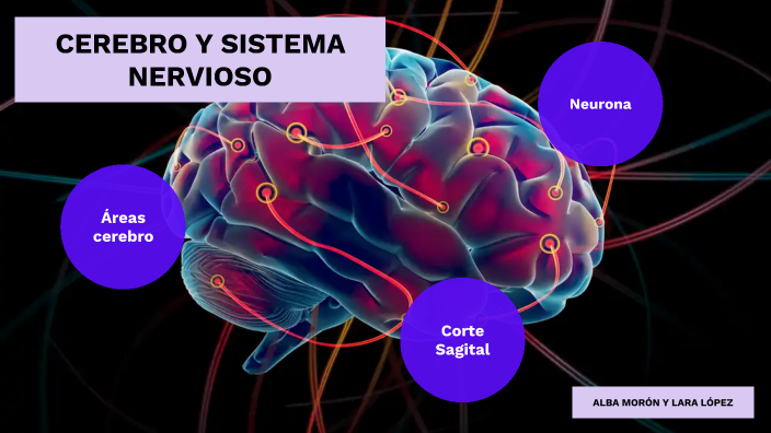 Cerebro y sistema nervioso by Alba Moron Padilla on Prezi