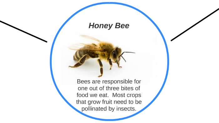 Honey Bees keystone species by Viviana Renteria on Prezi