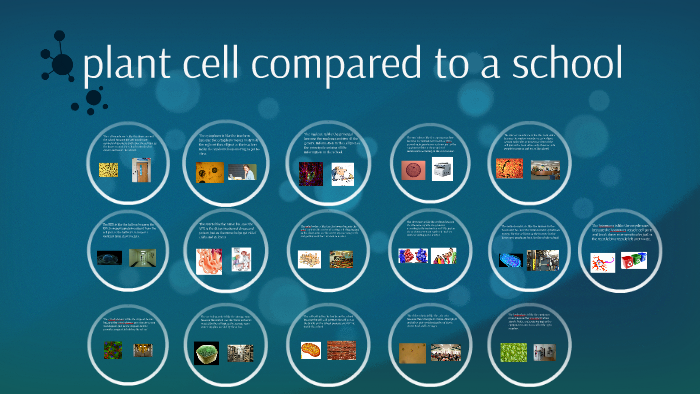 plant cell compared to a school by tori mccormack on Prezi