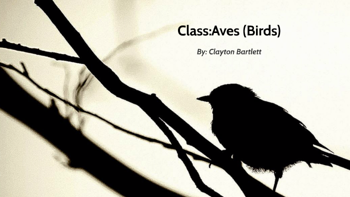 Class Aves Birds By Clayton Bartlett