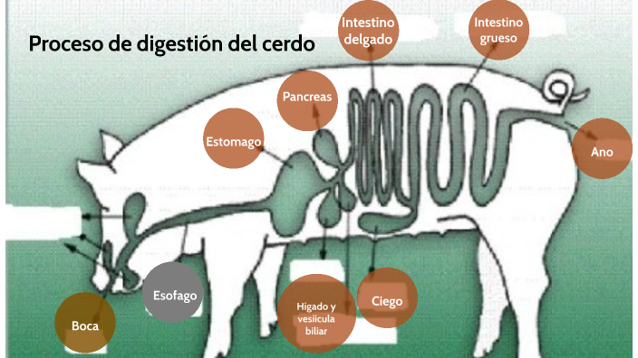 Proceso de digestión del cerdo by sergio delgado barrera on Prezi