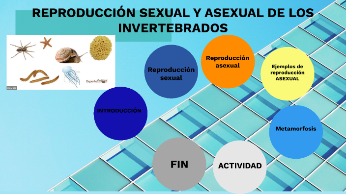 ReproducciÓn Sexual Y Asexual De Los Invertebrados By Yessenia Paladines Feijoo On Prezi 8393