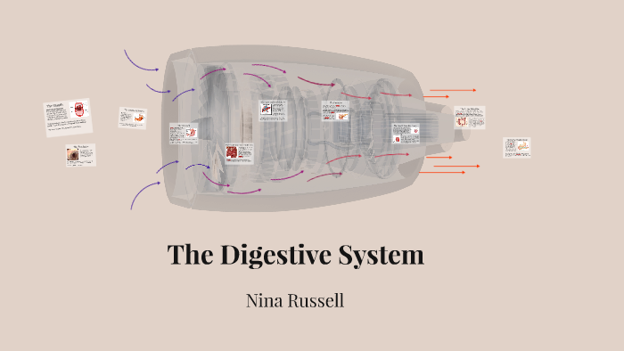 The Digestive System by on Prezi