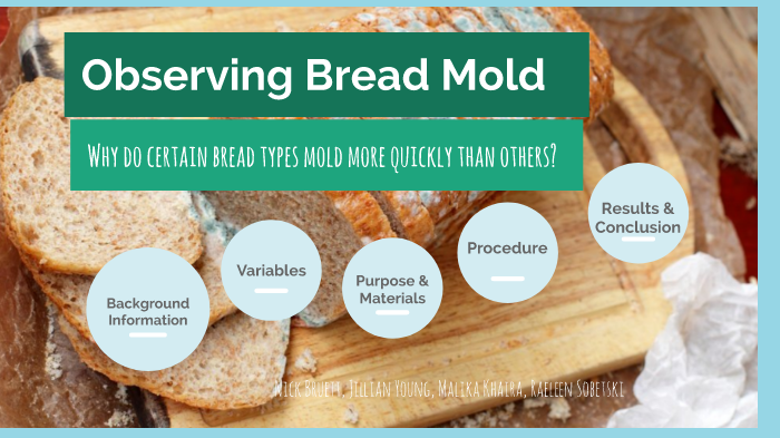 Bread Mold Research Project by Sobetski