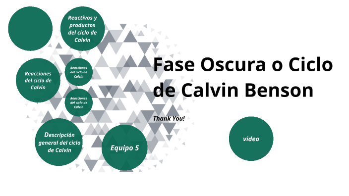 Fase Oscura O Ciclo De Calvin Benson By Dann Tavera 3970