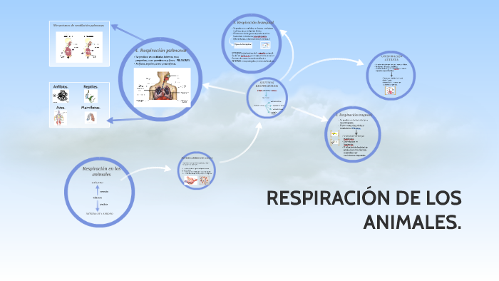 RESPIRACIÓN DE LOS ANIMALES. by Cristina Lopez on Prezi