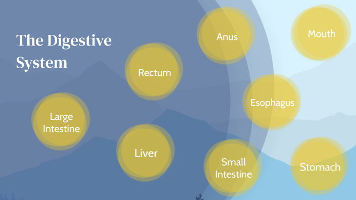 Digestive System by Keira Hulverson on Prezi