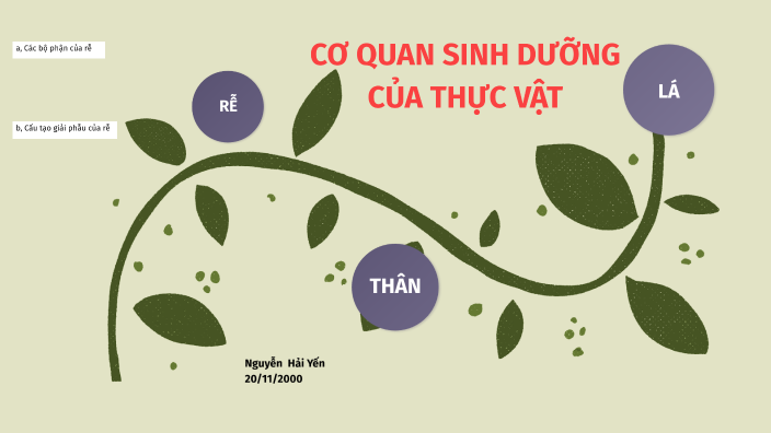 CÁC CƠ QUAN SINH DƯỠNG CỦA THỰC VẬT by Yến Nguyễn on Prezi