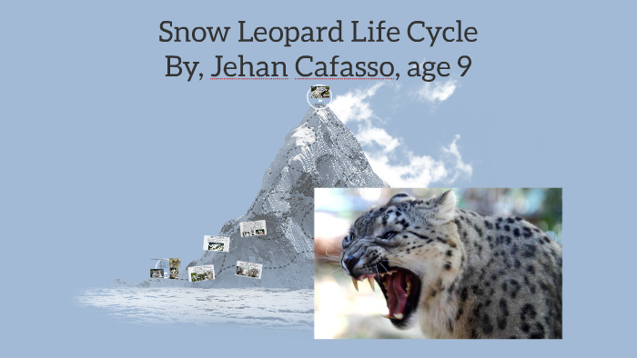 Snow Leopard Life Cycle by Jehan Cafasso on Prezi