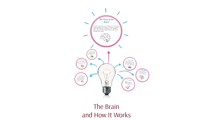 The Brain by on Prezi
