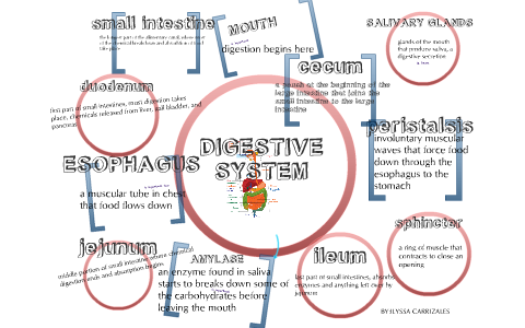 DIGESTIVE SYSTEM by Ilyssa Carrizales on Prezi
