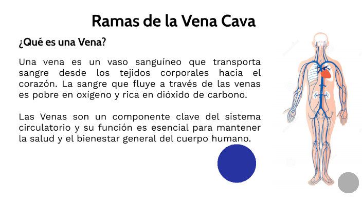 RAMAS DE LA VENA CAVA SUPERIOR by Victor Vaca on Prezi