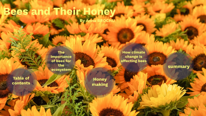bees and their honey by Anna Brochu on Prezi