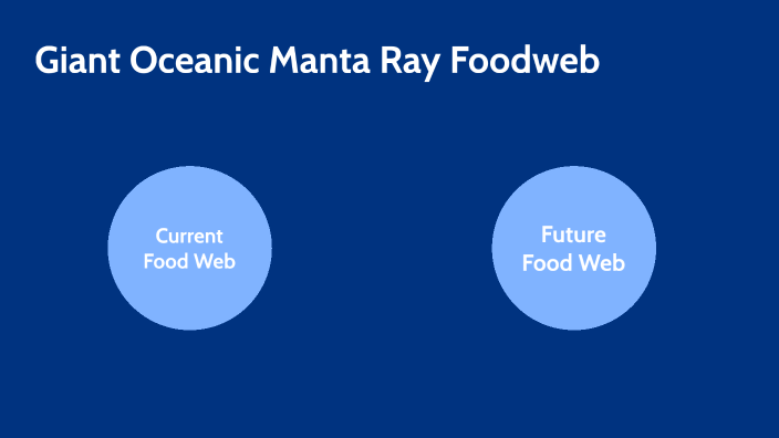 Present Manta Ray Food Chain by Tristan Smalley on Prezi Biology Diagrams